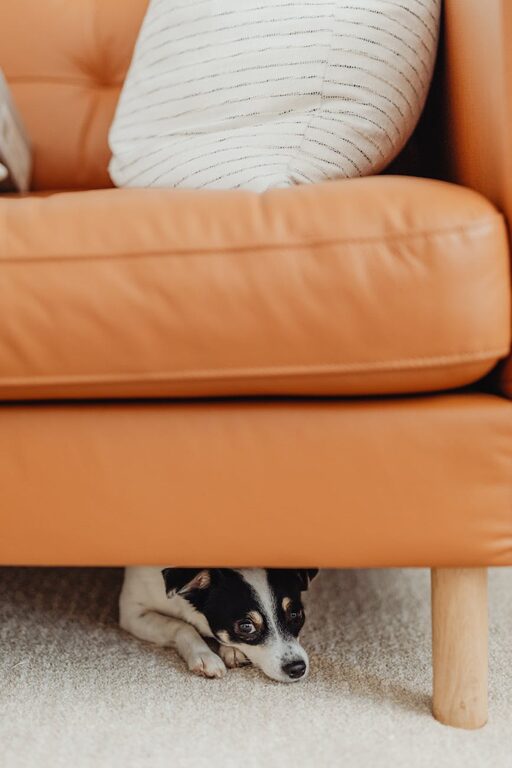 How to Create a Cozy and Safe Pet-Friendly Home Corner